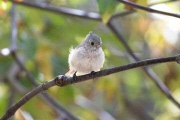 cute oak titmouse standing on a branch  © Yifeng