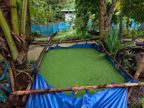 Azolla is a small aquatic fern.