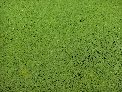 Azolla is a small aquatic fern.