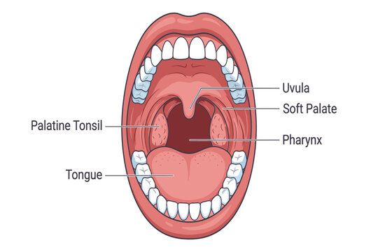 Clean educational infographic showing healthy human tonsils anatomy, anatomical positioning, throat structures, and immune function