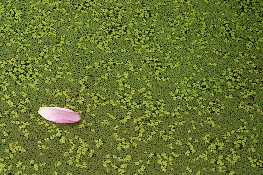 A single pink lotus petal floating on a pond covered with duckweed