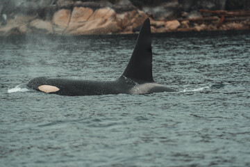 Adult male Northern Resident killer whale (Orcinus orca) swimming in the coastal waters of Johnstone Strait, British Columbia, Canada.  © Serhii