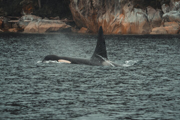 Naklejka premium Adult male Northern Resident killer whale (Orcinus orca) swimming in the coastal waters of Johnstone Strait, British Columbia, Canada. 
