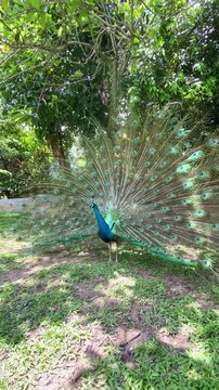peacock slower lower its feathers in the park, blue peacock after mating dance routine footage, the pride of indian peafowl