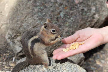Chipmunk eating from a person's hand. © Elzbieta 