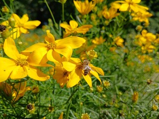 Fototapeta premium yellow flowers