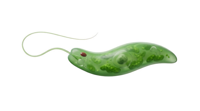 A detailed scientific illustration of a green Euglena with a flagellum and eyespot.