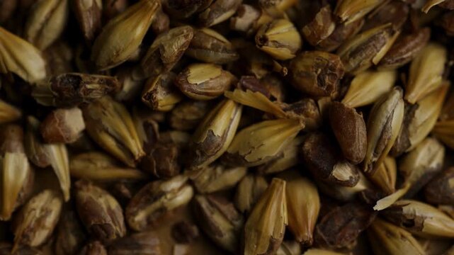 Pale ale malt barley grains rotating in close up