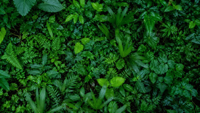 Lush Monstera Style Leaves and Fern Tropical Background