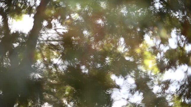 Dreamy Blurred Forest Canopy Motion Video with Dappled Light.