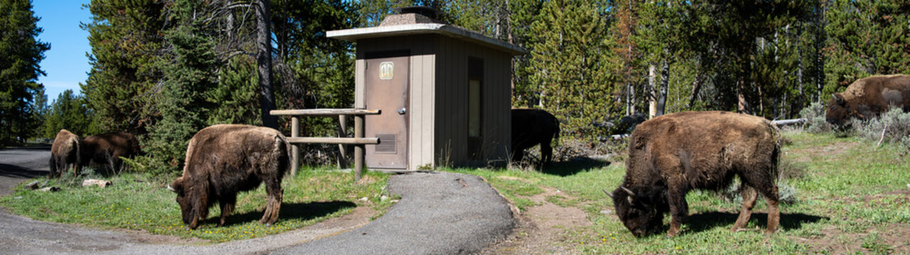 Herd of American Bison grazing on grass by road and park vault toilet outhouse, wildlife watching on summer vacation in Yellowstone National Park
