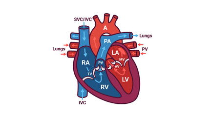 Fototapeta premium Anatomical vector illustration showing the human heart circulatory system with labeled chambers and blood flow pathways for medical education