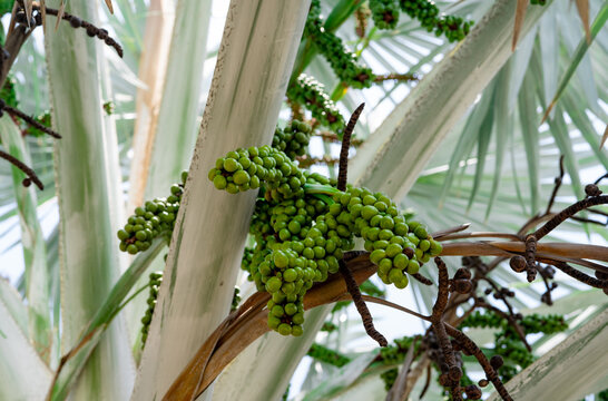 Bismarckia nobilis in the garden. Closeup round green raw fruit of Bismarck palm. Evergreen palm. Palm tree for decorate hotel or resort garden. Ornamental plant. Palm plantation and agriculture.