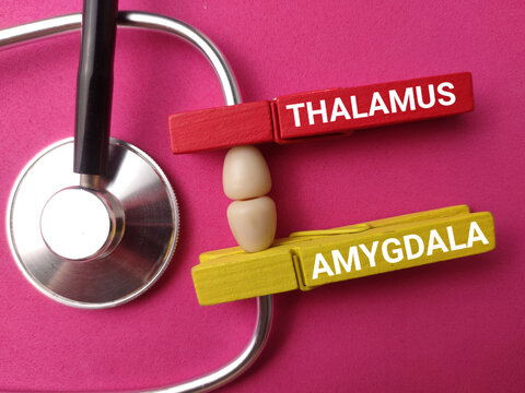 Wooden clips labeled THALAMUS and AMYGDALA clamp onto a stethoscope earpiece on a pink background