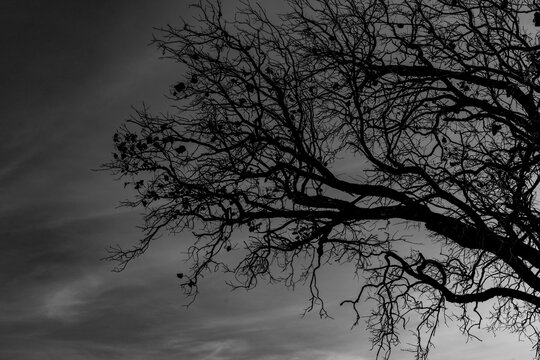 Silhouette of a leafless dead tree against a dramatic cloudy sky in black and white, representing loneliness, despair, mystery, Halloween, gothic atmosphere and psychological concept with copy space.
