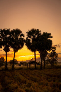 Golden sunrise over tropical palmyra palm trees with rural countryside landscape, morning mist, traditional hut and peaceful farmland creating a scenic Southeast Asian nature travel destination.