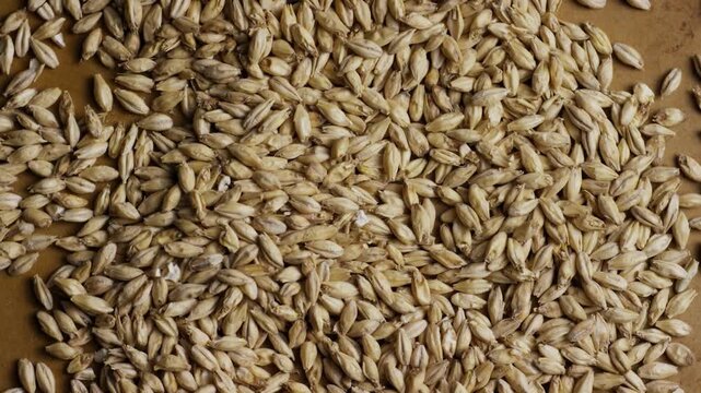 Pale raw barley grains rotating on a flat surface