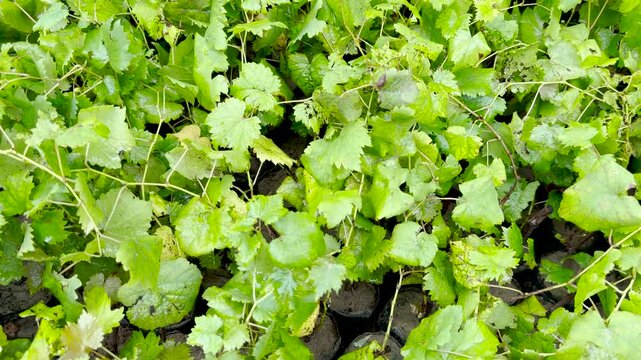 Young grape vine seedlings growing in nursery pots