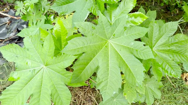 Castor oil plant green leaves moving in the wind