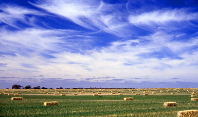 Bales of hay awaiting pickup in a Gippsland Victoria paddock SC08-2026 © KRUTOPIMAGES