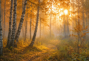 Fototapeta premium Golden Autumn Birch Forest with Sunlight, Mist and Woodland Path