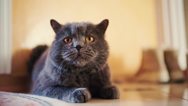 Beautiful gray british shorthair cat lying on floor indoors looking at small metallic object near human hand.
