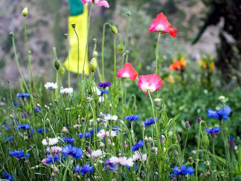 Blooming Wildflowers Overlooking Braided Miyar River and Rugged Mountain Gorge in Lahaul, Himachal Pradesh, India.

