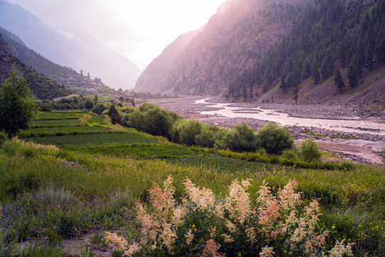 Panoramic View of Miyar River Valley with Braided Riverbed, Agricultural Terraces, and Wildflowers in Lahaul, Himachal Pradesh, India