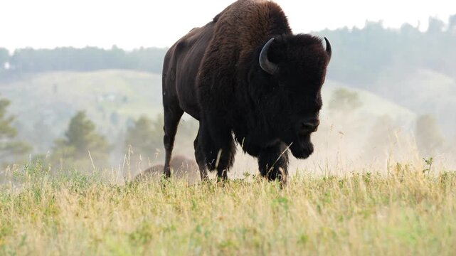 American Bison (Bison bison) Bull roaring and grunting and protecting his herd during the July breeding period, territorial rutting behavior in South Dakota.