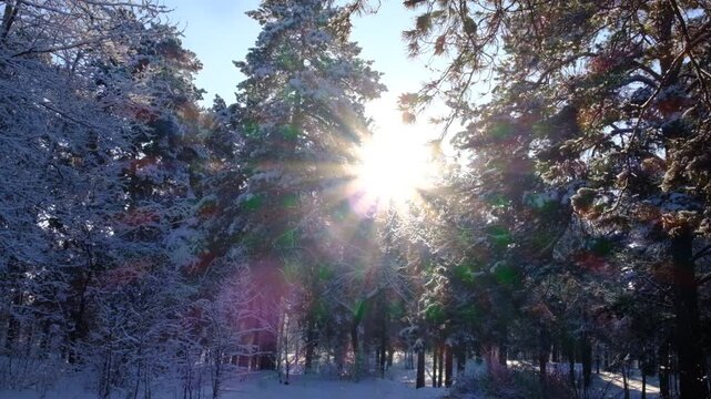 Frozen winter scene, pine trees in a close-up shot at sunrise. Idyllic winter wonderland with snow-covered  trees. The atmosphere is perfectly still,  sense of peaceful solitude and natural beauty.  
