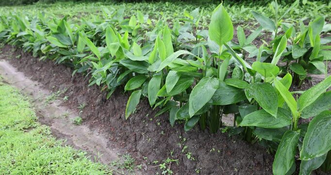 Arrowroot plants are grown traditionally in Myanmar. (Maranta arundinacea, arrowroot, maranta, West Indian arrowroot, obedience plant or Bermuda arrowroot)