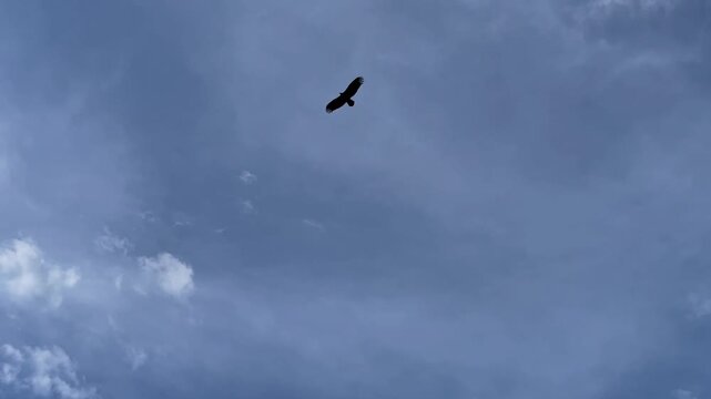 Silhouette of a bird of prey soaring high in a blue sky with soft white clouds during daytime