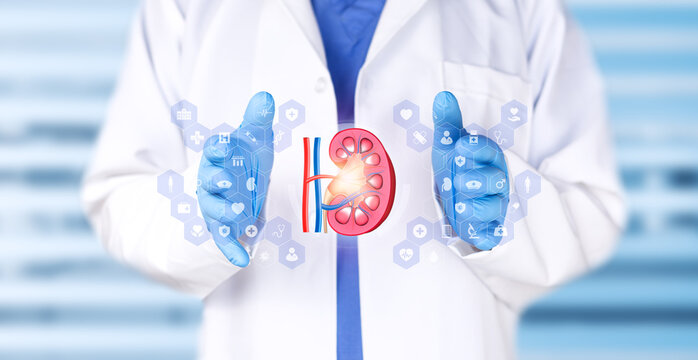 Physician examining kidney anatomy. General information on medical technology, kidney stones, nephrology, and pathology. Kidney cancer prevention and research.