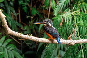 Fotobehang IJsvogel close up of a kingfisher bird perched on tree branch in forest  © kesong