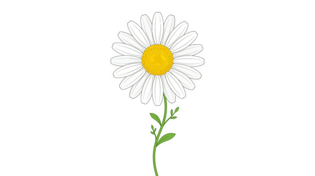 Single Daisy Flower Illustration with White Petals and Yellow Center on White Background