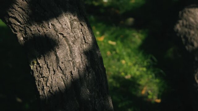 Moss-covered spring water with a thick tree trunk illuminated by strong sunlight