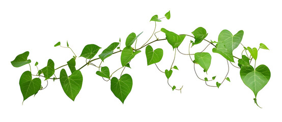 Obraz premium Green vine with heart shaped leaves growing on transparent background for nature.