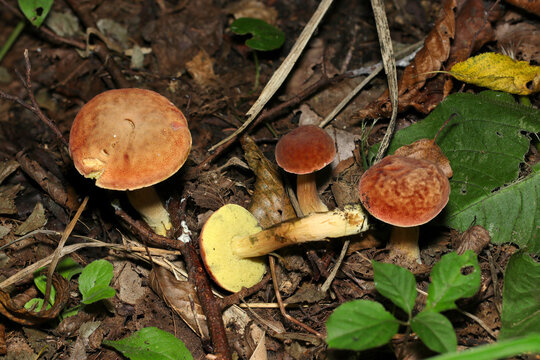 シワのある橙色のカサと黄色い菅孔が特徴の中型イグチ属茸（日本自然菌・キノコ生態マクロ撮影）