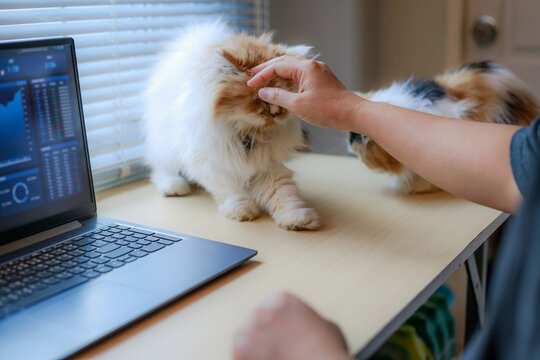 Cute Cat Sitting on Desk Beside Laptop in Home Office
