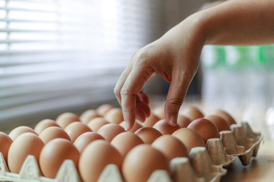 Hand Selecting Fresh Chicken Eggs from Egg Cartons