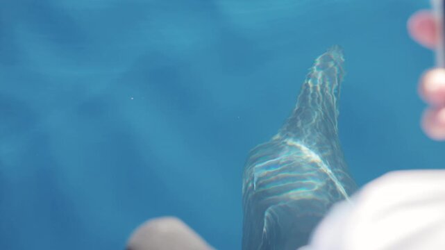 A dolphin glides just beneath the surface of the ocean alongside a tourist boat, while passengers lean over the side and film the encounter on their smartphones. A close wildlife experience at sea.