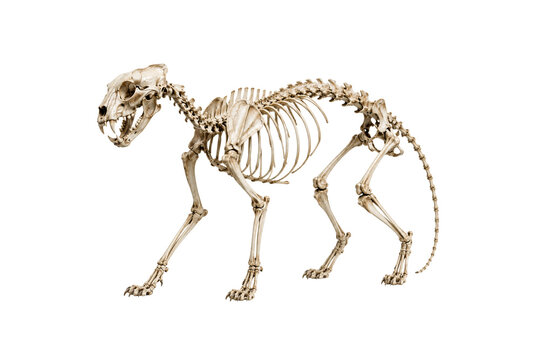 cat skeleton png