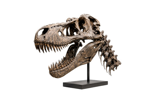 t-rex skeleton png