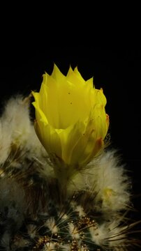 Cactus flower opening time-lapse, isolated on clean background.
