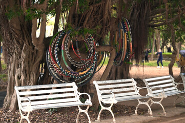 Fototapeta premium New Taipei City, Taiwan - Jan 05, 2025: Colorful hula hoops hang from banyan tree aerial roots above dried leaves and worn white benches, Zhonghe District.