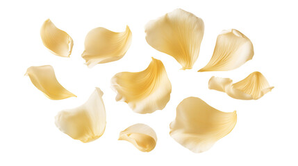 Naklejka premium Yellow Flower Petals Collection Isolated
