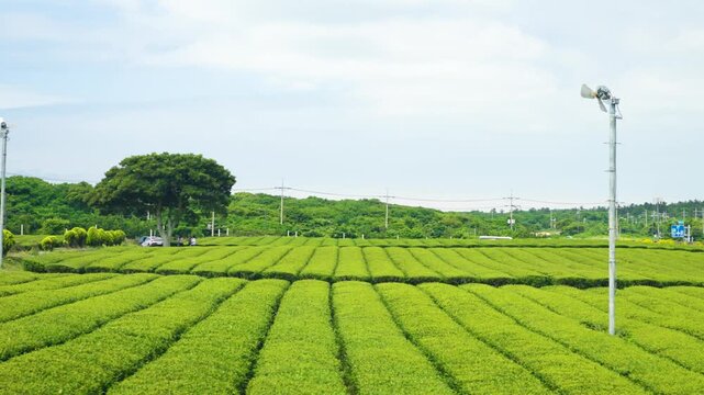 Aerial sideways view sliding over checkered rows of green tea plantation with tree and hills in Jeju South Korea