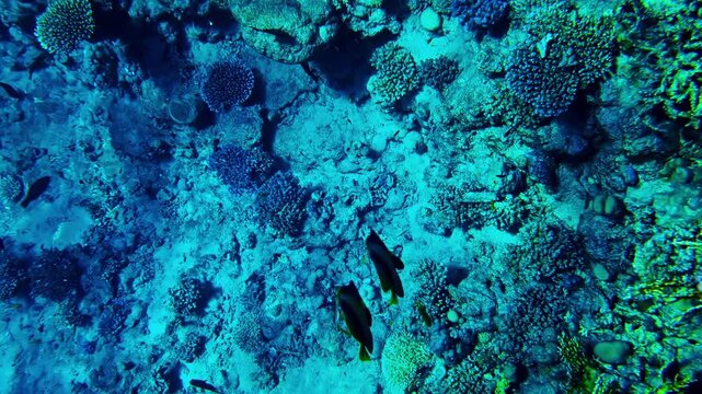 Indo-Pacific sergeant swimming in the waters of Sharm El-Sheikh, Red Sea, Egypt, within a tropical coral reef environment