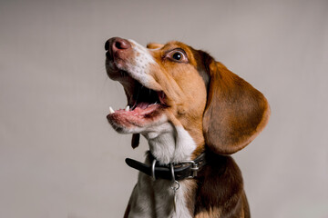Funny Beagle dog with its mouth wide open while trying to catch a treat, looking to the right with a playful expression, studio portrait on a light background.  © ozguadarrama