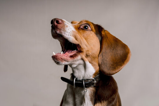 Funny Beagle dog with its mouth wide open while trying to catch a treat, looking to the right with a playful expression, studio portrait on a light background.
